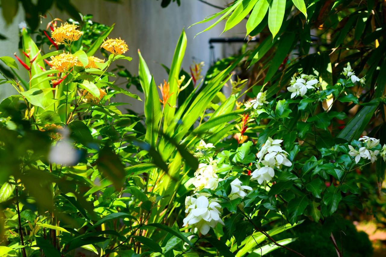 Palm Garden Guest House Галле Экстерьер фото